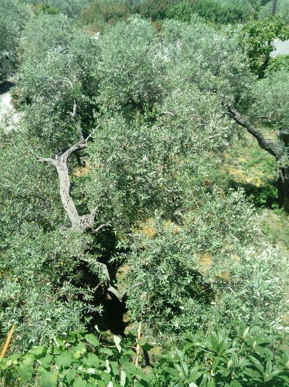 Villa Thomi Skala Rachoni  Luaran gambar