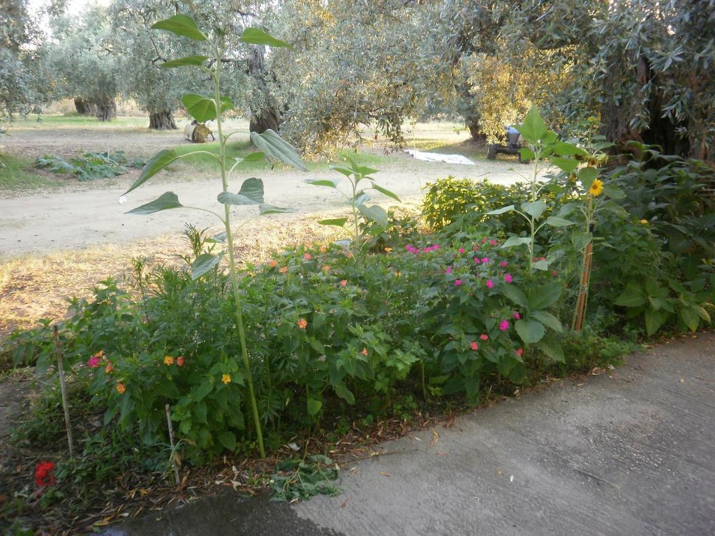 Villa Thomi Skala Rachoni  Luaran gambar